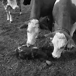 Gospodarstwo agroturystyczne Bauernhof Unterbichl
