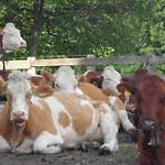Bauernhof Unterbichl Gospodarstwo agroturystyczne *