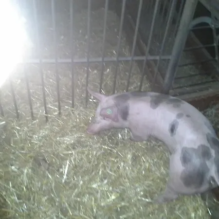 堡恩霍夫安特比契尔酒店 *