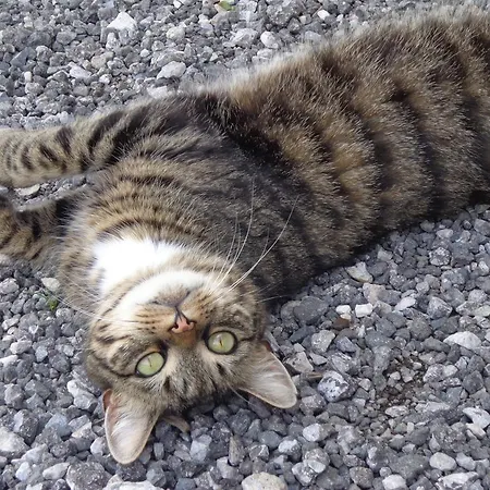 堡恩霍夫安特比契尔酒店 *