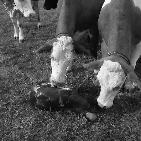 Farm stay Bauernhof Unterbichl