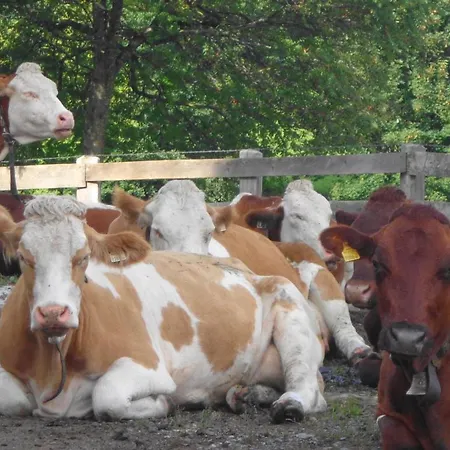 堡恩霍夫安特比契尔酒店 农家乐 *