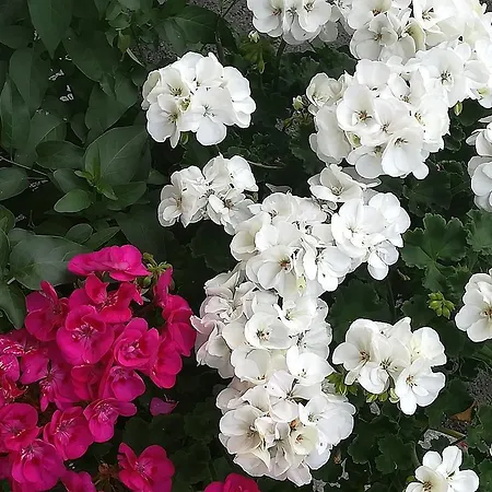 Bauernhof Unterbichl 플라차우