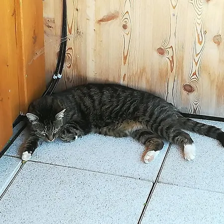 Farm stay Bauernhof Unterbichl *