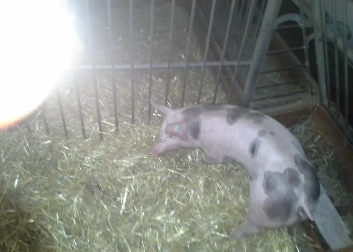 Bauernhof Unterbichl *