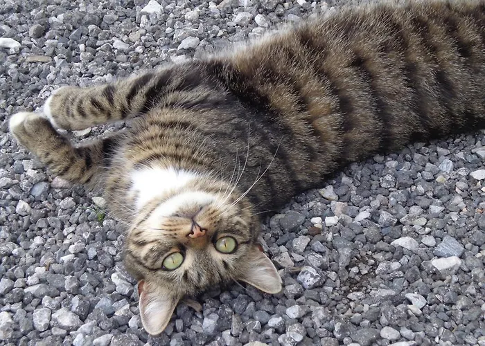 Bauernhof Unterbichl *