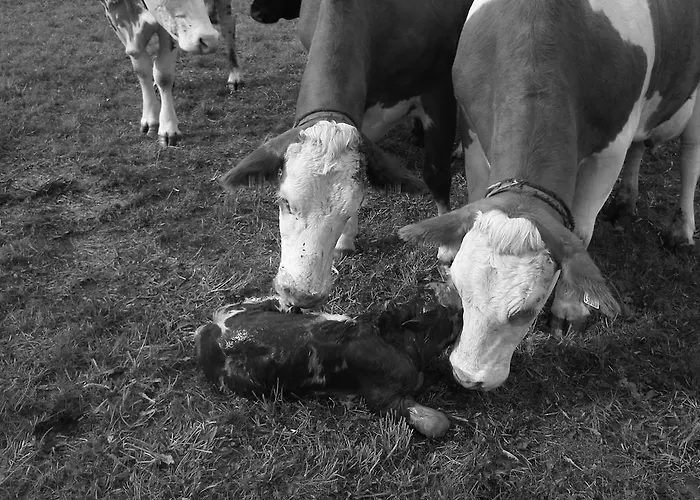 Farmház Bauernhof Unterbichl