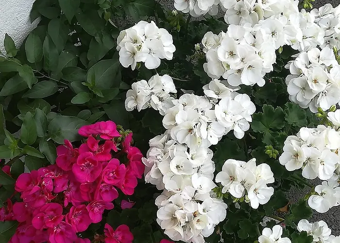 Bauernhof Unterbichl Flachau