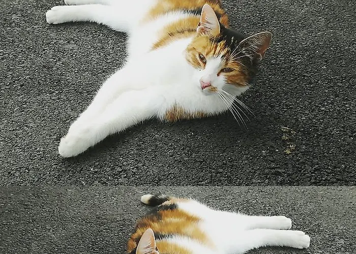 Bauernhof Unterbichl Lantgård *