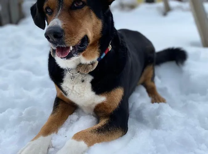 Bauernhof Unterbichl * Flachau